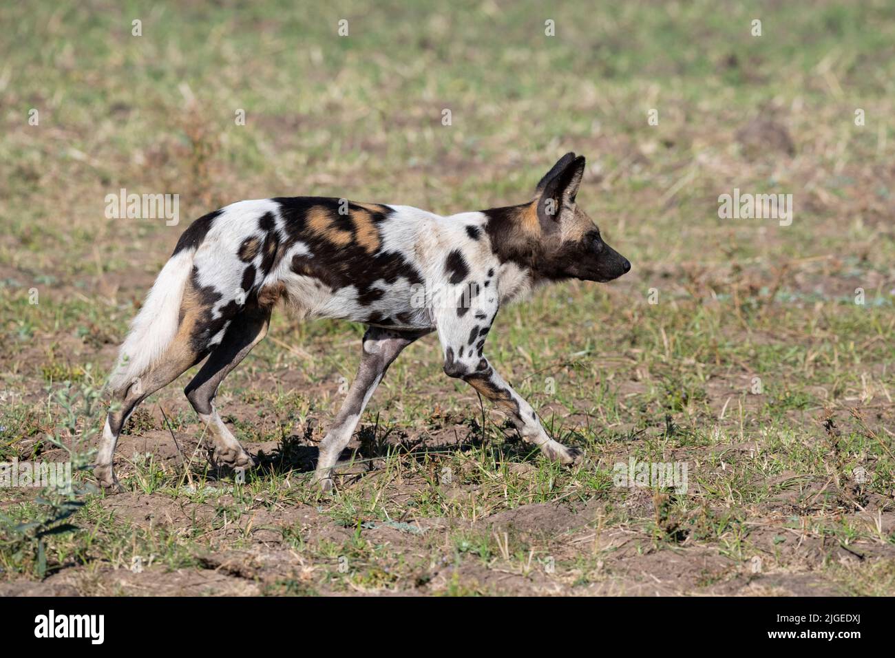 Zambia, Parco Nazionale di Luangwa Sud. Cane selvatico africano maschio (SELVAGGIO: Lycaon pictus) dal Manzi Pack. Foto Stock