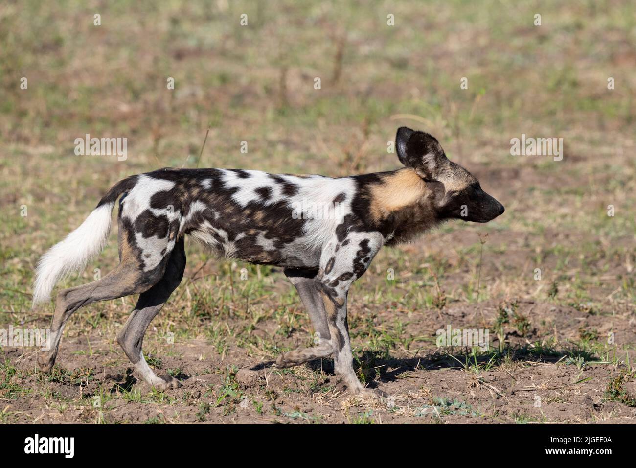 Zambia, Parco Nazionale di Luangwa Sud. Cane selvatico africano maschio (SELVAGGIO: Lycaon pictus) dal Manzi Pack. Foto Stock