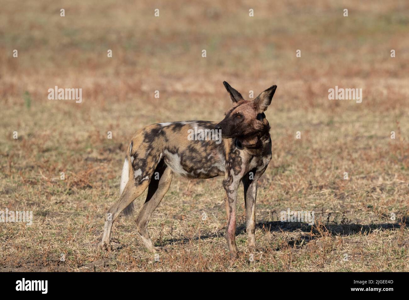 Zambia, Parco Nazionale di Luangwa Sud. Cane selvatico africano (SELVATICO: Lycaon pictus) dal Manzi Pack con collare di inseguimento. Foto Stock