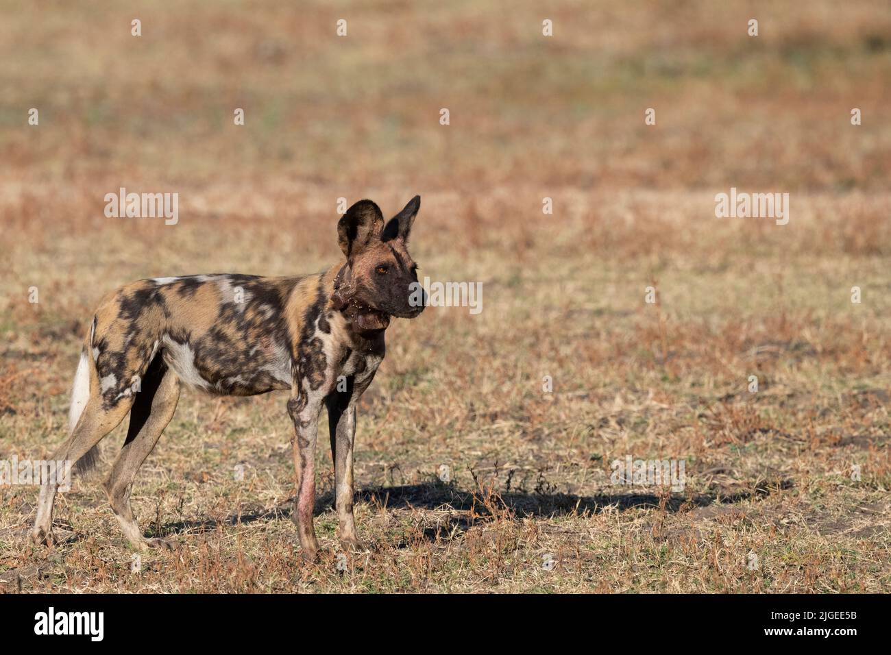 Zambia, Parco Nazionale di Luangwa Sud. Cane selvatico africano (SELVATICO: Lycaon pictus) dal Manzi Pack con collare di inseguimento. Foto Stock