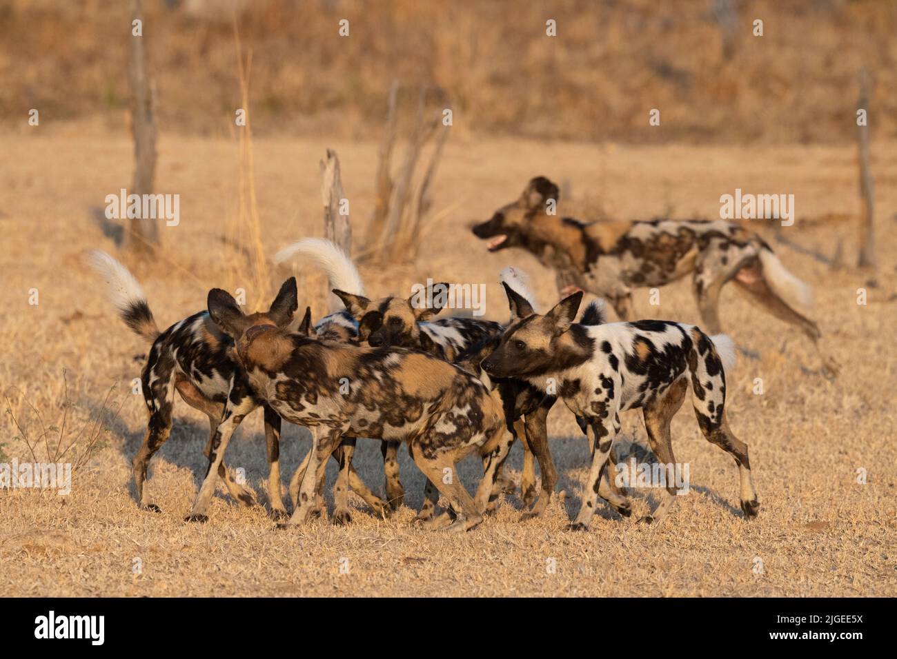 Zambia, Parco Nazionale di Luangwa Sud. Cani selvatici africani (SELVATICI: Lycaon pictus) da Manzi Pack si salutano a vicenda. Foto Stock