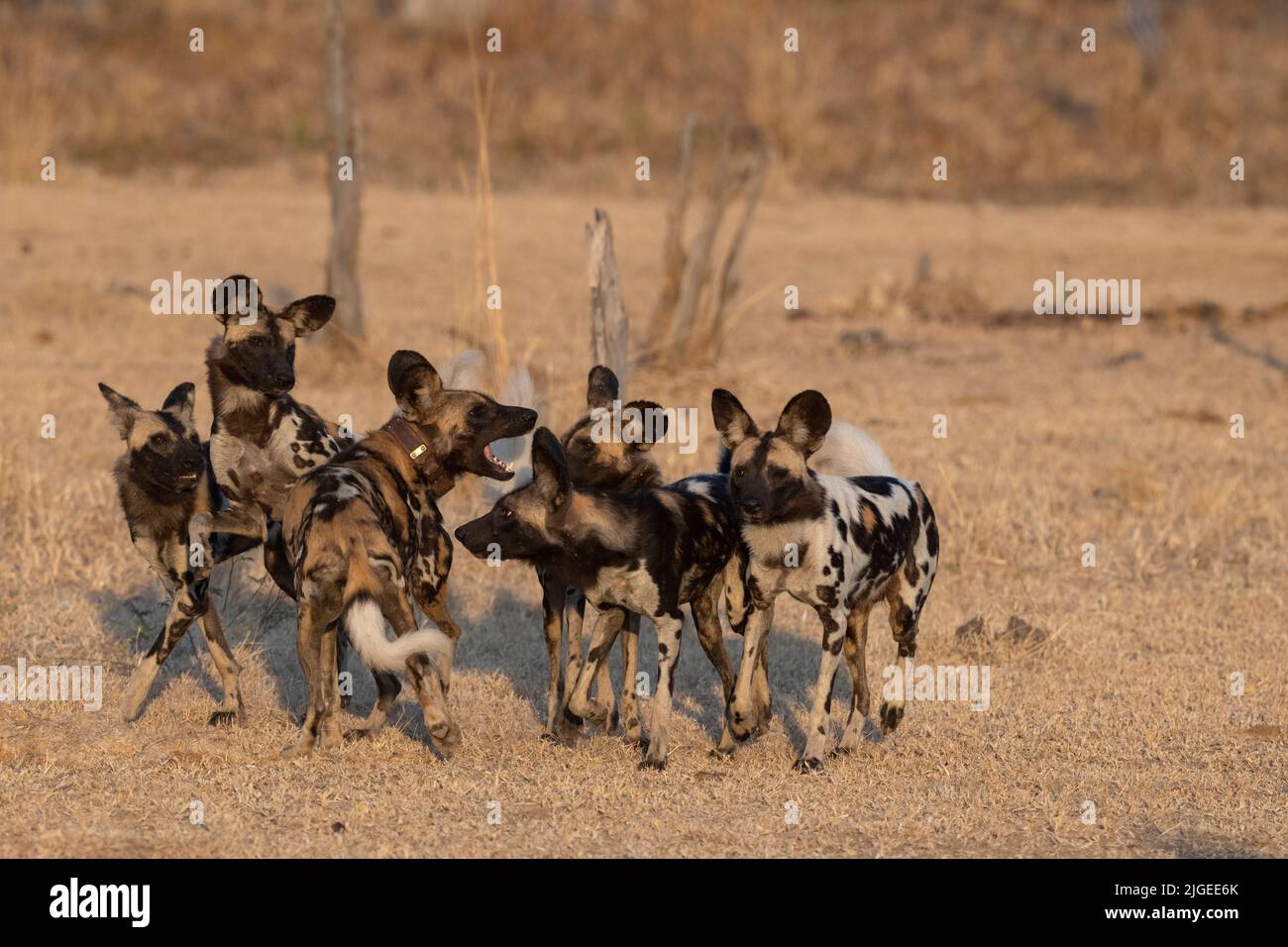 Zambia, Parco Nazionale di Luangwa Sud. Cani selvatici africani (SELVATICI: Lycaon pictus) dal Manzi Pack. Foto Stock