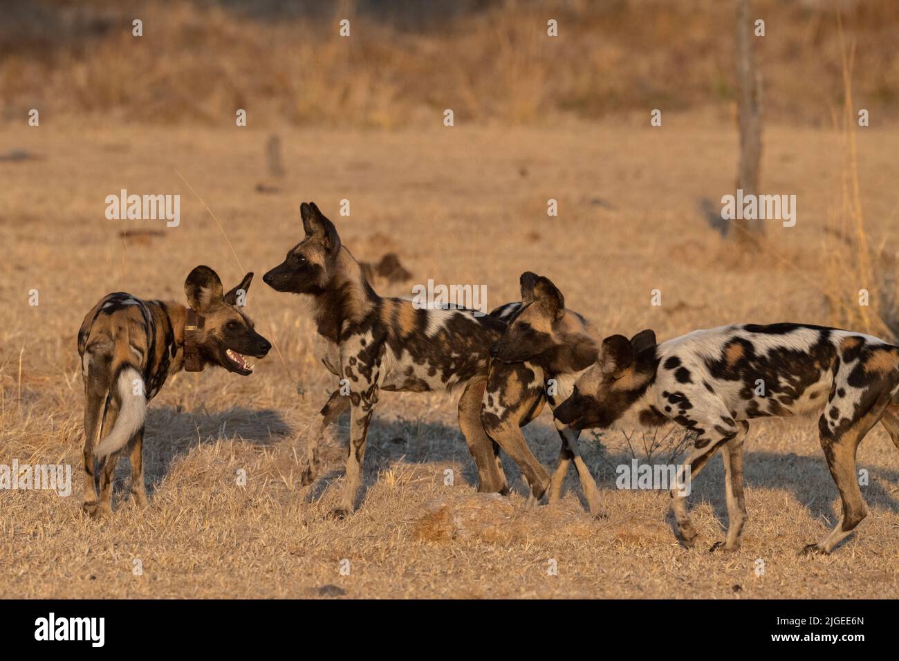 Zambia, Parco Nazionale di Luangwa Sud. Cani selvatici africani (SELVATICI: Lycaon pictus) di Manzi Pack. Foto Stock