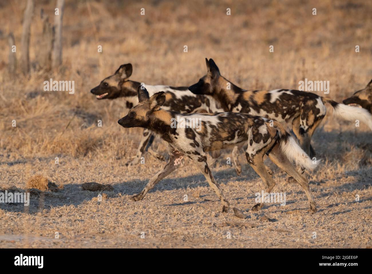 Zambia, Parco Nazionale di Luangwa Sud. Cani selvatici africani (SELVATICI: Lycaon pictus) di Manzi Pack. Foto Stock