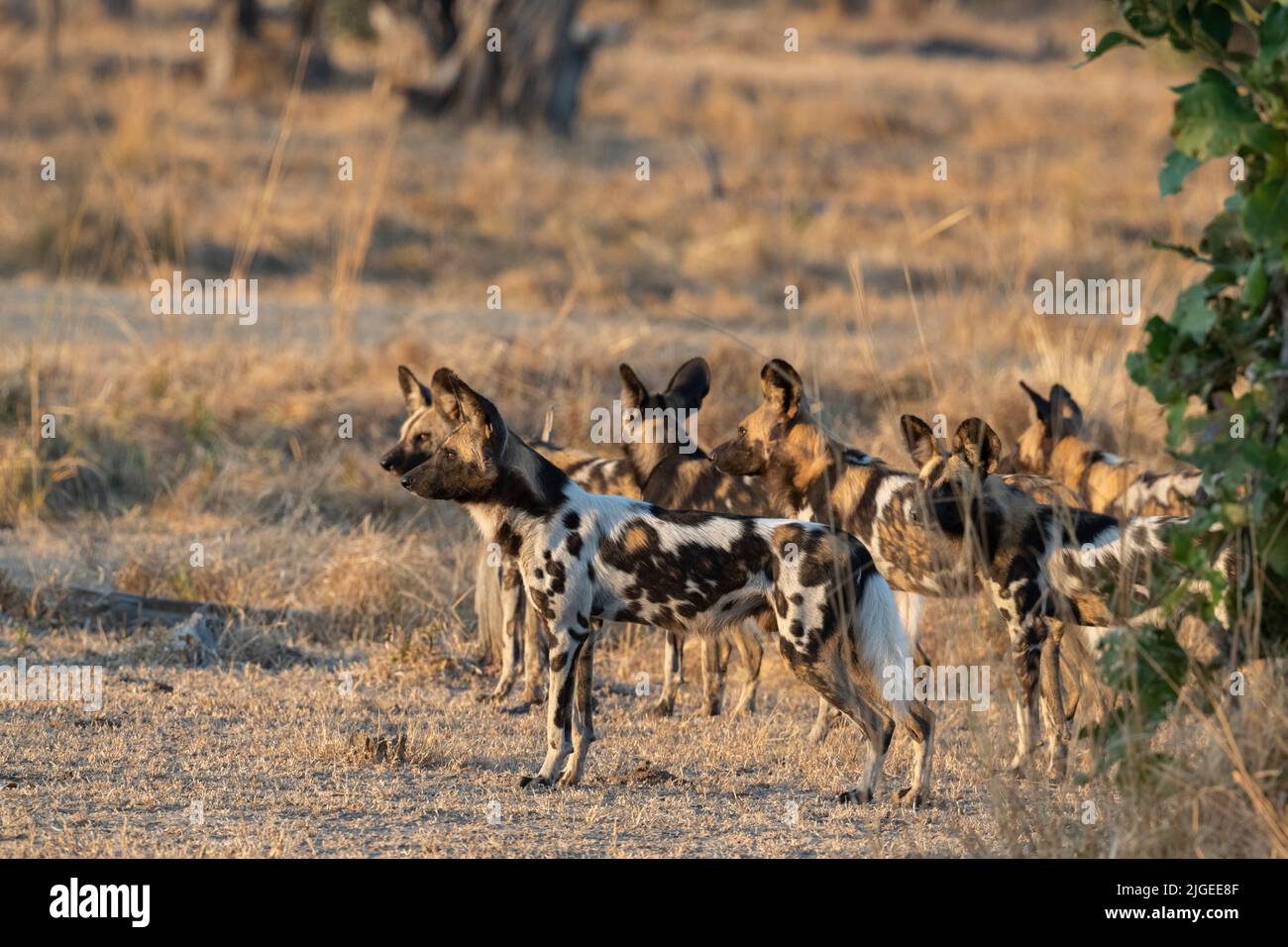 Zambia, Parco Nazionale di Luangwa Sud. Cani selvatici africani (SELVATICI: Lycaon pictus) di Manzi Pack. Foto Stock