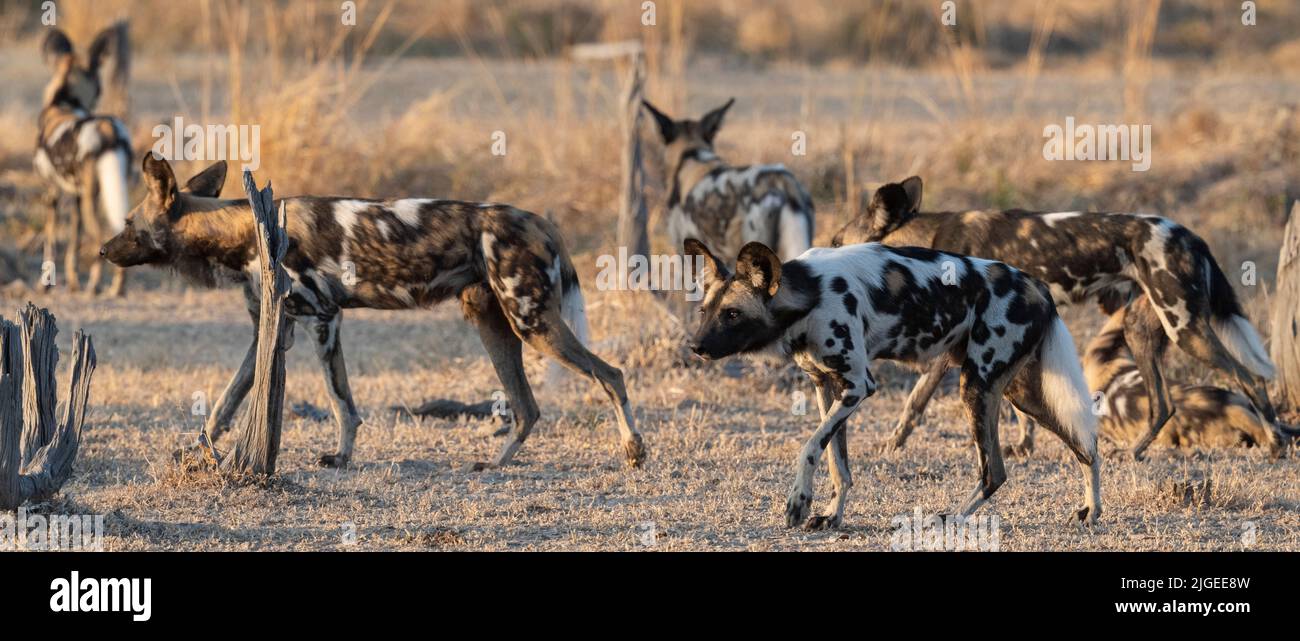 Zambia, Parco Nazionale di Luangwa Sud. Cani selvatici africani (SELVATICI: Lycaon pictus) di Manzi Pack. Foto Stock