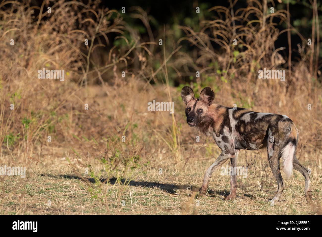 Zambia, Parco Nazionale di Luangwa Sud. Cane selvatico africano (SELVATICO: Lycaon pictus) dal Manzi Pack, maschio. Foto Stock