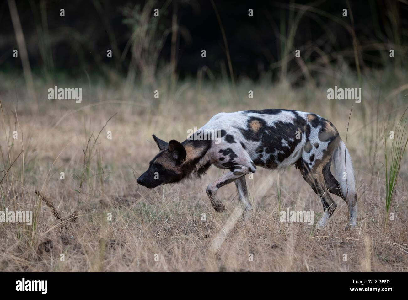 Zambia, Parco Nazionale di Luangwa Sud. Cane selvatico africano (SELVAGGIO: Lycaon pictus) dal Manzi Pack che mostra la postura stalking, maschio. Foto Stock