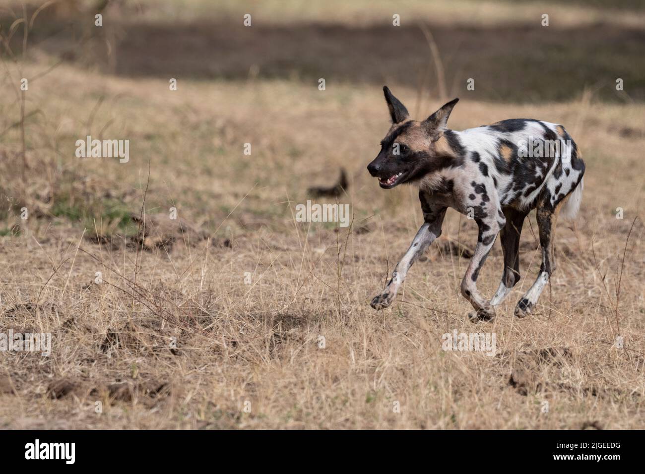 Zambia, Parco Nazionale di Luangwa Sud. Cane selvatico africano (SELVAGGIO: Lycaon pictus) dal Manzi Pack running. Foto Stock