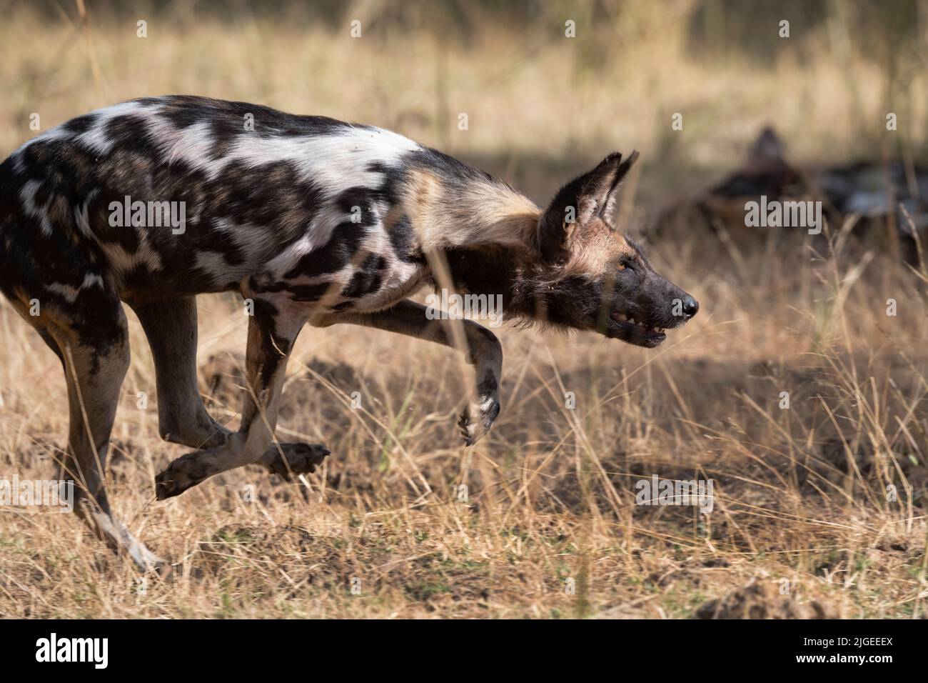Zambia, Parco Nazionale di Luangwa Sud. Cane selvatico africano (SELVAGGIO: Lycaon pictus) dal Manzi Pack che mostra la postura stalking. Foto Stock