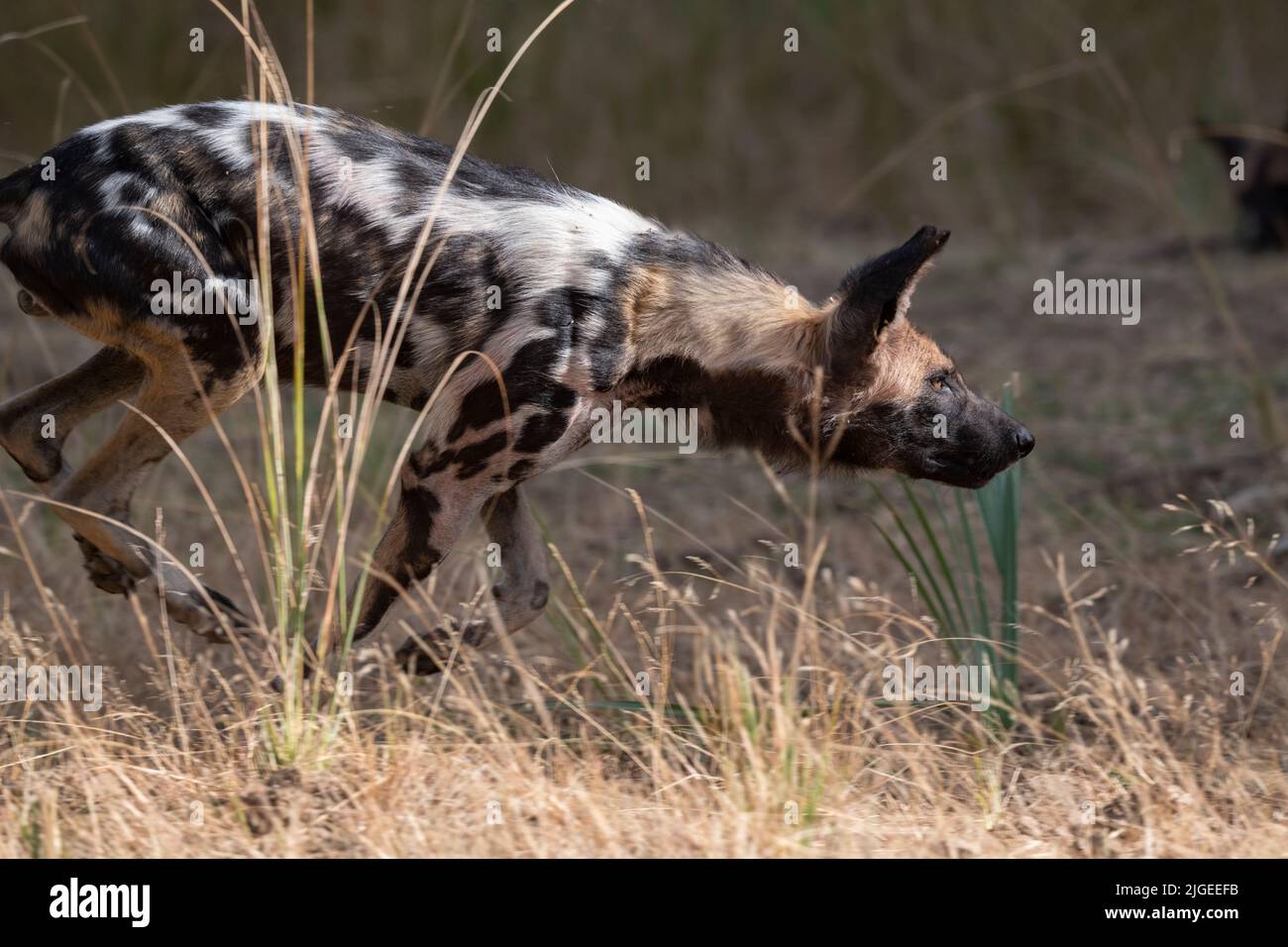 Zambia, Parco Nazionale di Luangwa Sud. Cane selvatico africano (SELVAGGIO: Lycaon pictus) dal Manzi Pack che mostra la postura stalking. Foto Stock