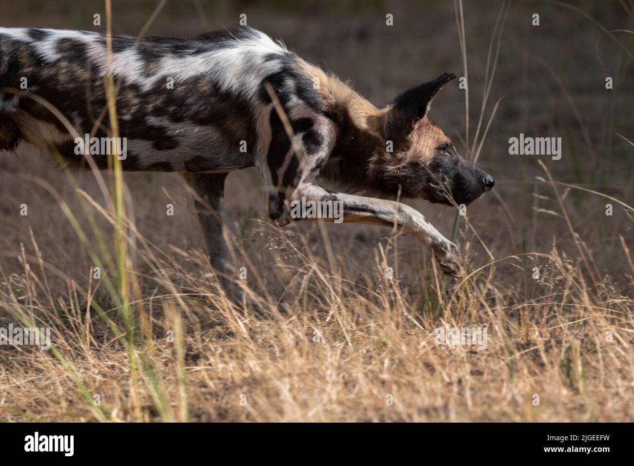 Zambia, Parco Nazionale di Luangwa Sud. Cane selvatico africano (SELVAGGIO: Lycaon pictus) dal Manzi Pack che mostra la postura stalking. Foto Stock