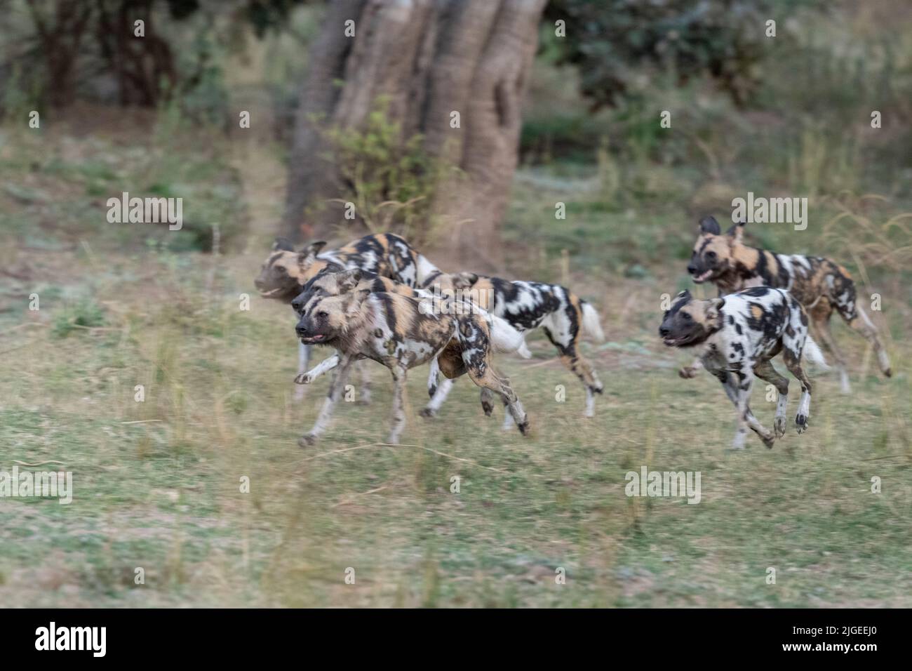 Zambia, Parco Nazionale di Luangwa Sud. Cani selvatici africani (SELVAGGI: Lycaon pictus) dal Manzi Pack corsa durante la caccia. Foto Stock