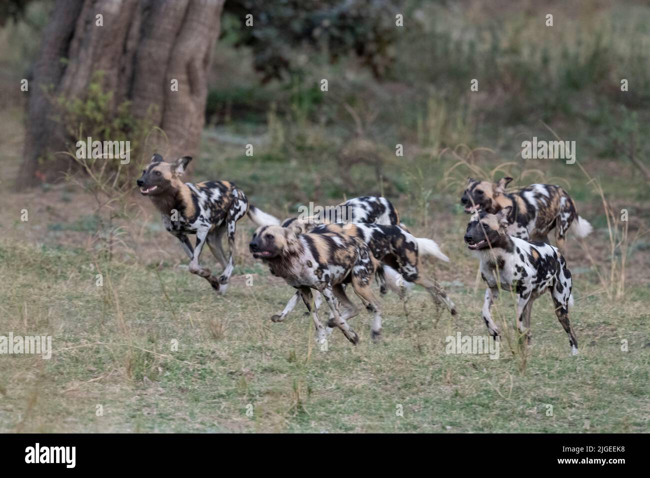 Zambia, Parco Nazionale di Luangwa Sud. Cani selvatici africani (SELVAGGI: Lycaon pictus) dal Manzi Pack corsa durante la caccia. Foto Stock