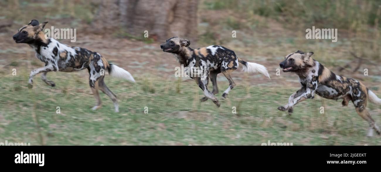 Zambia, Parco Nazionale di Luangwa Sud. Cani selvatici africani (SELVAGGI: Lycaon pictus) dal Manzi Pack corsa durante la caccia. Foto Stock