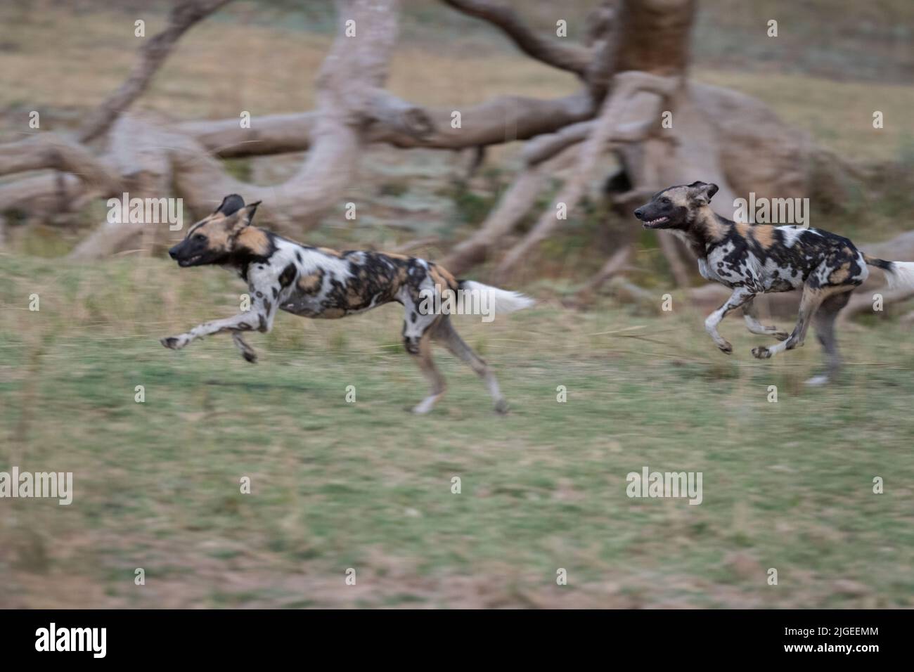 Zambia, Parco Nazionale di Luangwa Sud. Cani selvatici africani (SELVAGGI: Lycaon pictus) dal Manzi Pack corsa durante la caccia. Foto Stock