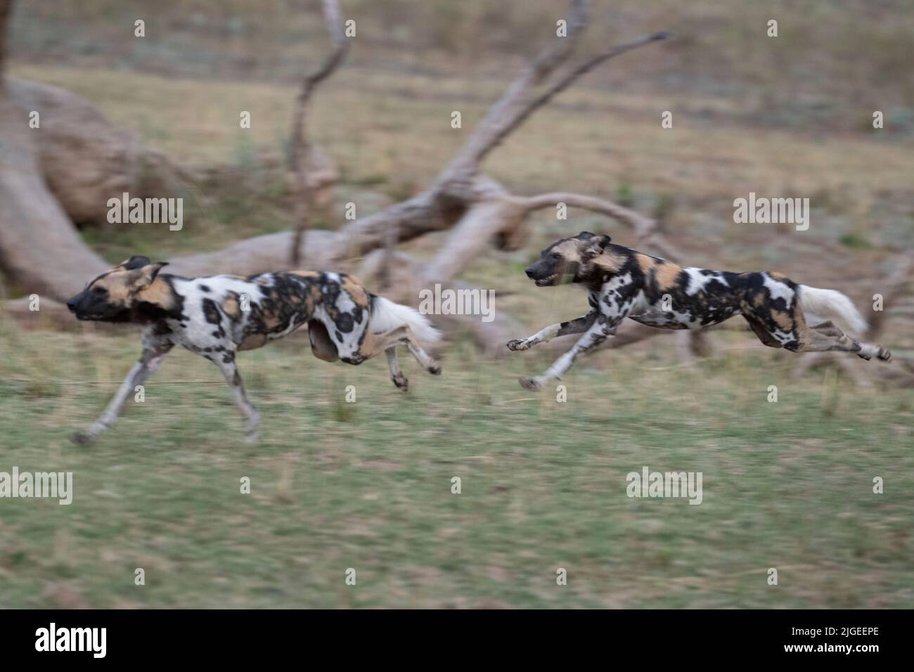 Zambia, Parco Nazionale di Luangwa Sud. Cani selvatici africani (SELVAGGI: Lycaon pictus) dal Manzi Pack corsa durante la caccia. Foto Stock