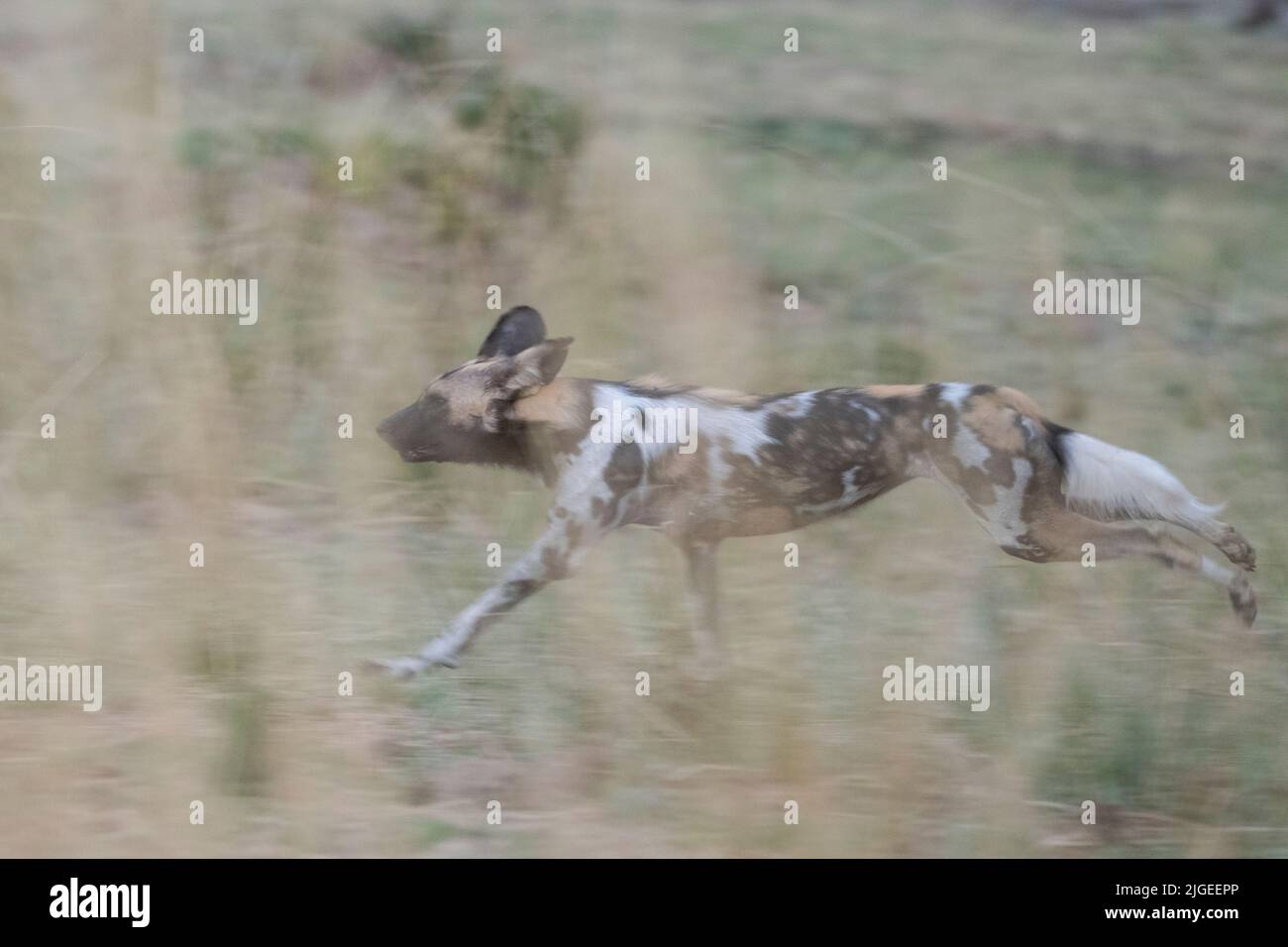 Zambia, Parco Nazionale di Luangwa Sud. Cane selvatico africano (SELVAGGIO: Lycaon pictus) di Manzi Pack running. Foto Stock