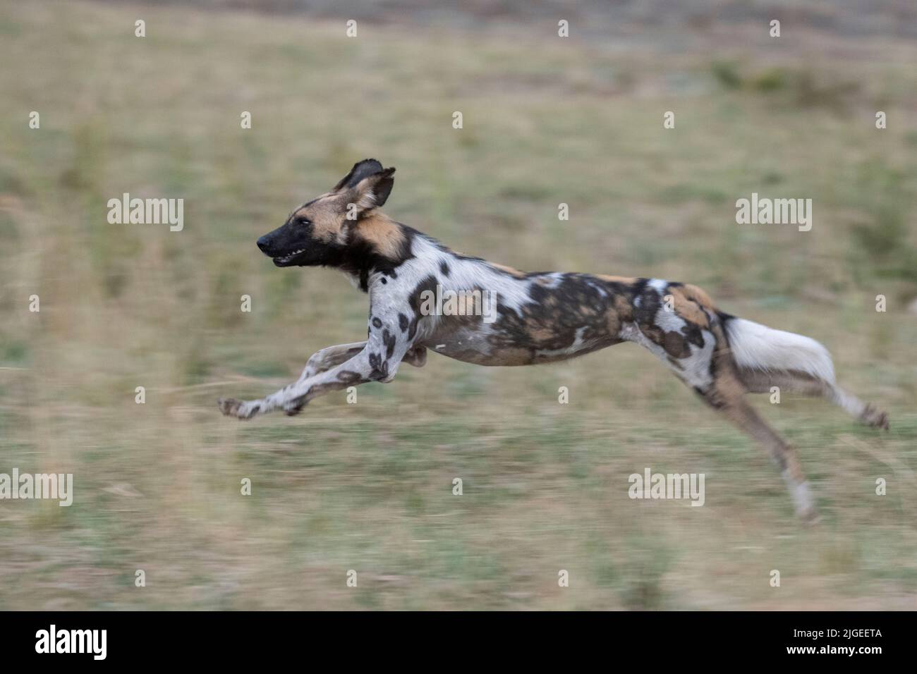 Zambia, Parco Nazionale di Luangwa Sud. Cane selvatico africano (SELVAGGIO: Lycaon pictus) di Manzi Pack running. Foto Stock
