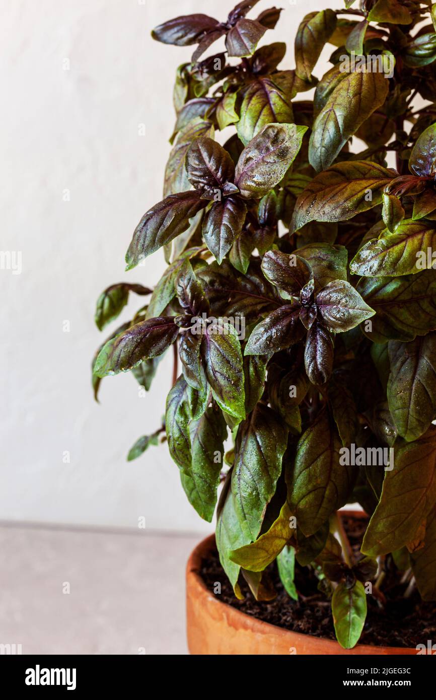 Pianta di basilico rosso in un giardino della cucina Foto Stock