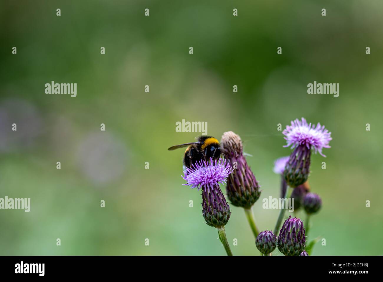 Primo piano di un bumblebee (Bombus) su un fiore viola di Spears Thistle (Cirsium) su uno sfondo sfocato Foto Stock