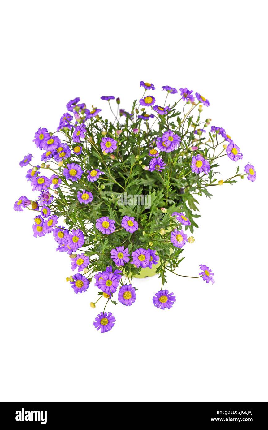 Fiori viola a margherita roccioso in vaso su sfondo bianco Foto Stock