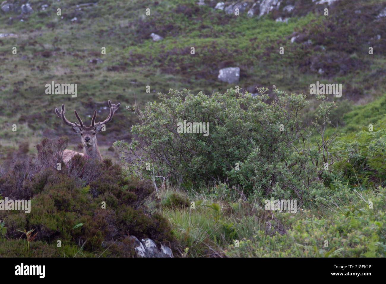 Un curioso cervo rosso (Cervus elaphus) con corna ben mimetizzato contro una collina a Sud Uist Foto Stock