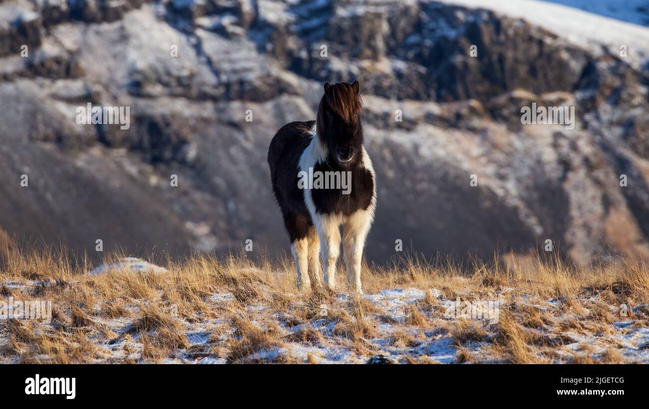Ritratto di cavallo islandese in un paesaggio innevato, Islanda Foto Stock