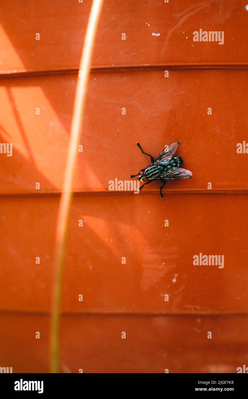 Una mosca è seduta e in attesa Foto Stock