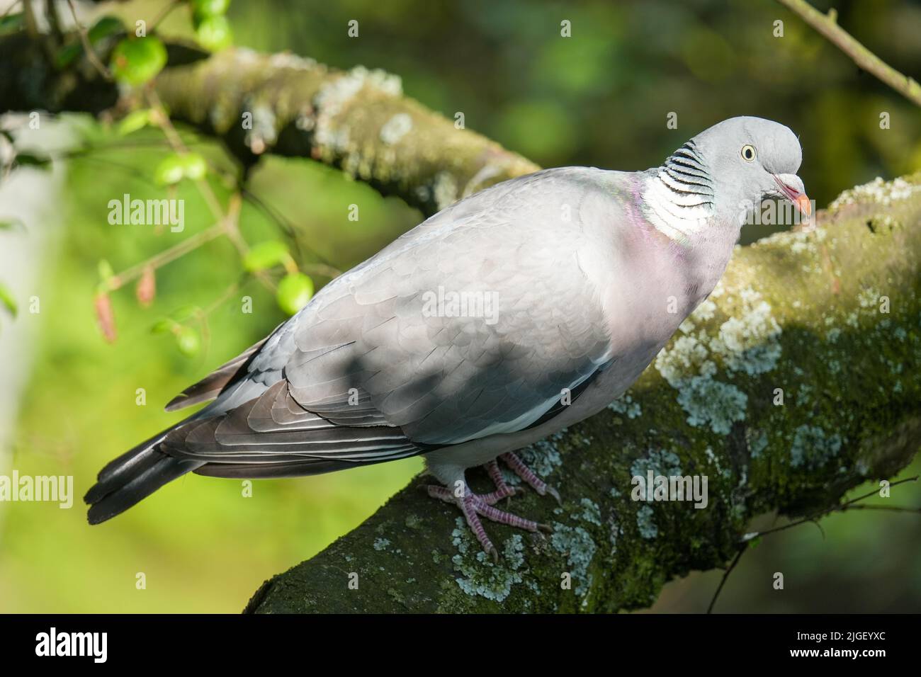 Un primo piano di un bosco comune (Columba Palumbus) su un ramo Foto Stock