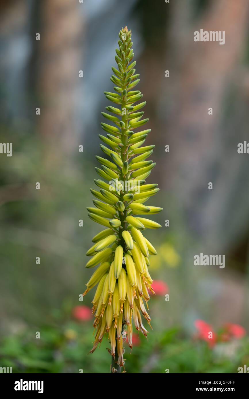 Aloe vera (L.) Burm. f. (SYN. A. barbadensis Mill.) fiore, pianta della famiglia delle monocotie Asphodelaceae. Foto Stock