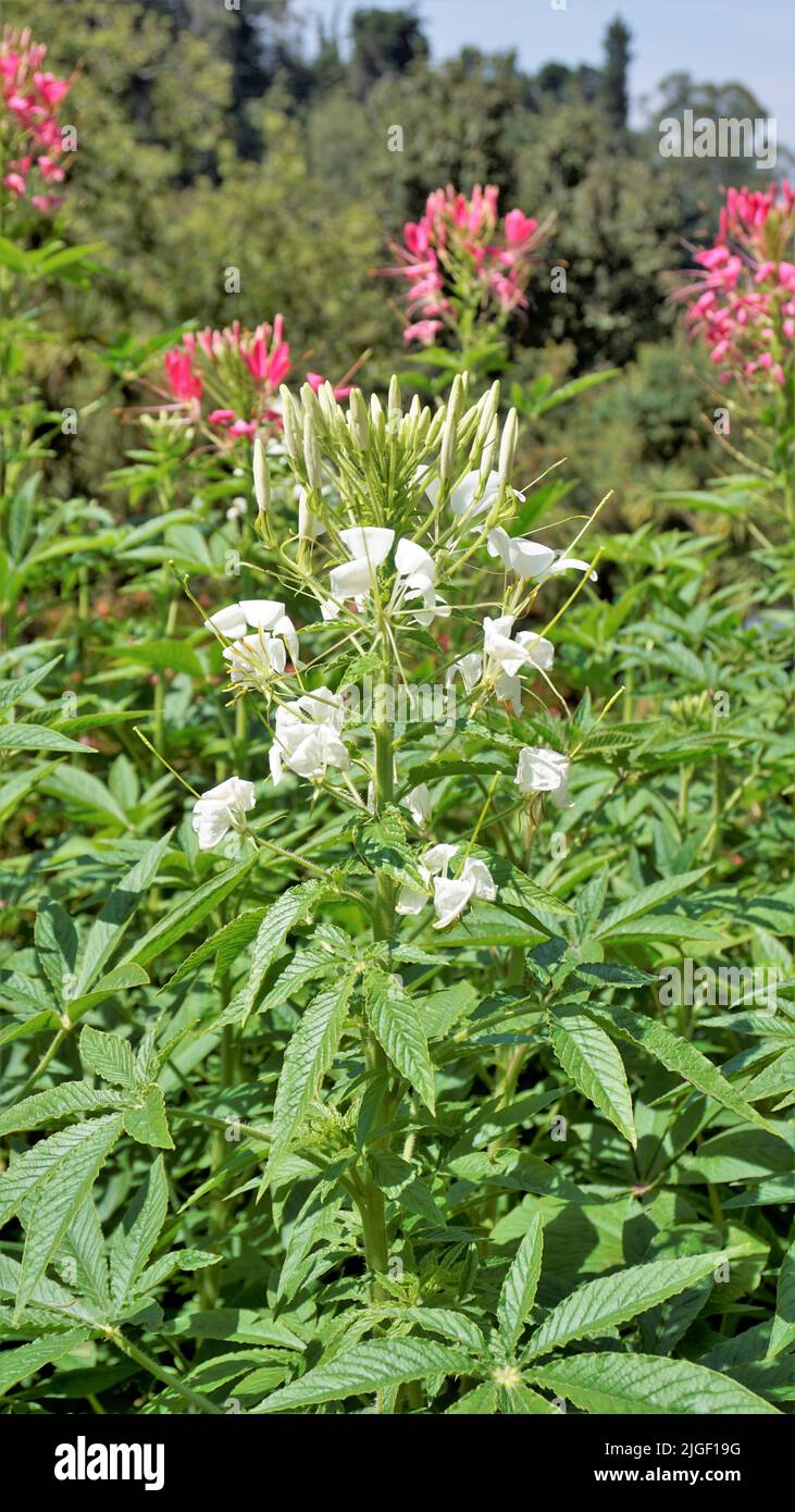 Bei fiori di Cleome spinosa anche conosciuto come fiore del ragno, Spiny Spiderflower, Tarenaya hassleriana ecc Spotted in giardino botanico di ooty. Foto Stock