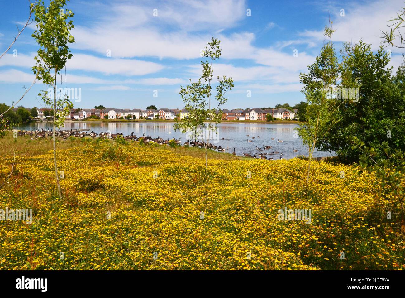 Oche del Canada e fiori gialli luminosi sulla riva accanto al lago a Watermead, Aylesbury, Buckinghamshire, Inghilterra, Regno Unito Foto Stock