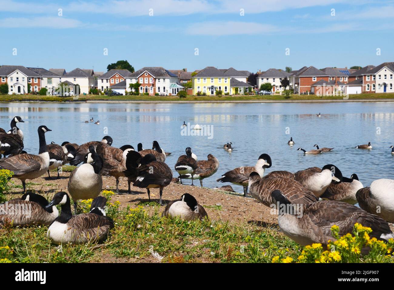 Oche canadesi sulla riva accanto al lago a Watermead, Aylesbury, Buckinghamshire, Inghilterra, Regno Unito Foto Stock