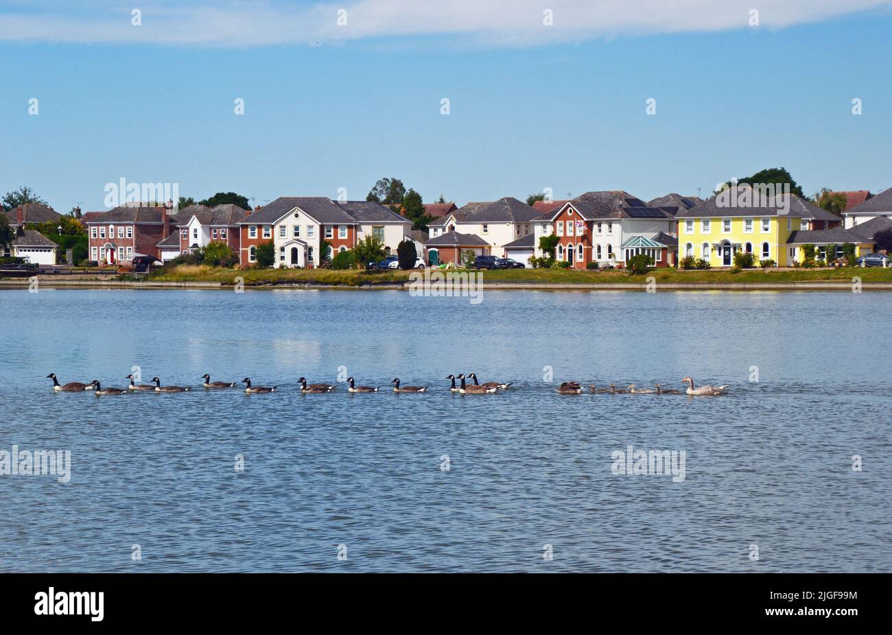 Oche nuotano attraverso il lago con i loro giovani, e case attraverso il lago a Watermead, Aylesbury, Buckinghamshire, Regno Unito Foto Stock