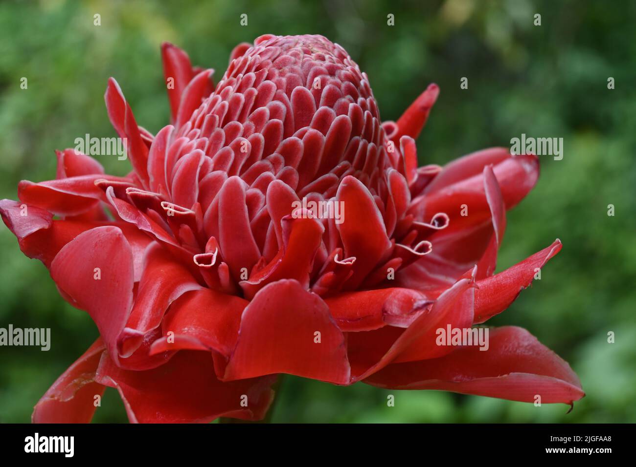 Primo piano di una torcia rossa zenzero o zenzero fiore (Etlingera elatior) nel giardino Foto Stock