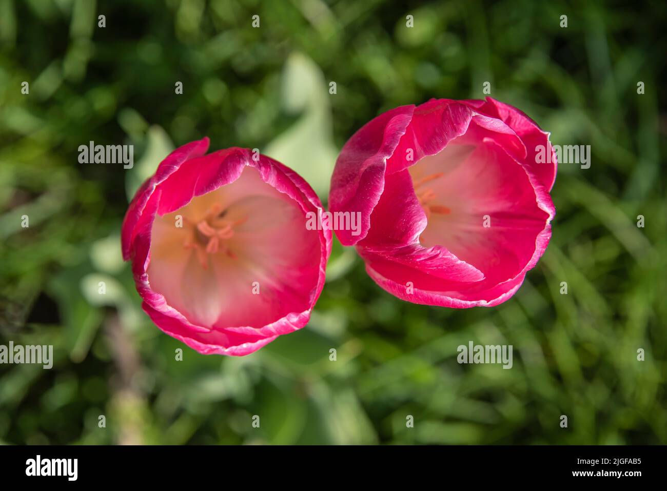 primo piano estremo di tulipani color magenta in un prato visto direttamente dall'alto Foto Stock