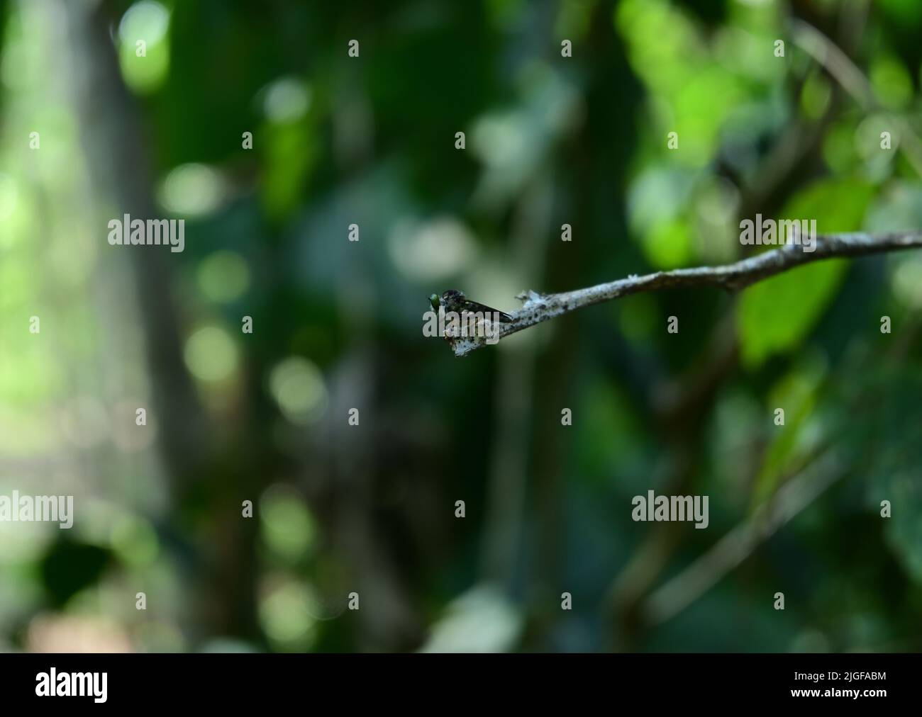Un occhio verde di Robber mosca insetto sulla punta di un gambo asciutto in attesa di preda Foto Stock