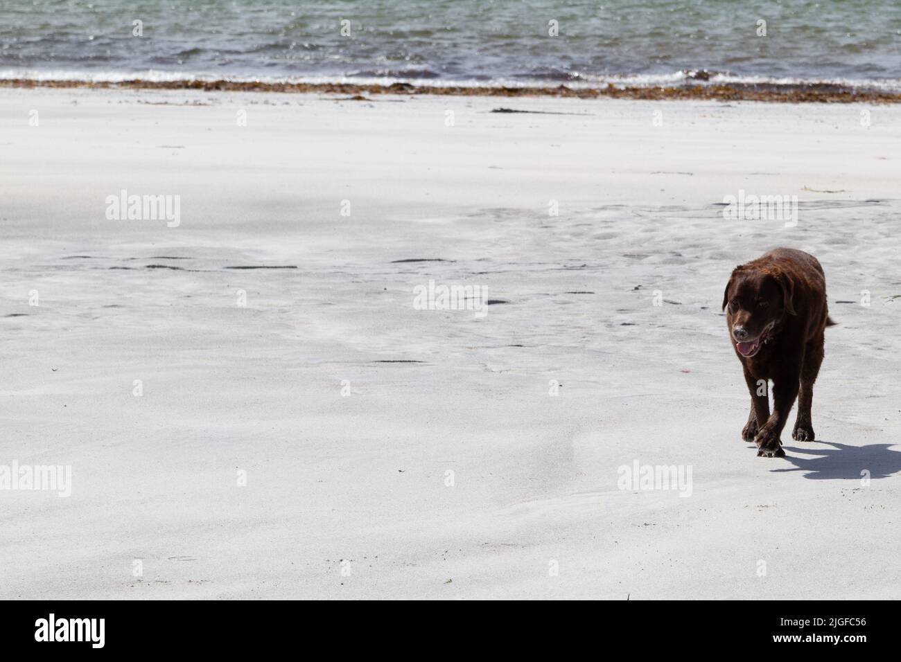 Vecchio Labrador cioccolato trotting su sabbia bianca su Gearraidh na Monadh Beach, South Uist Foto Stock