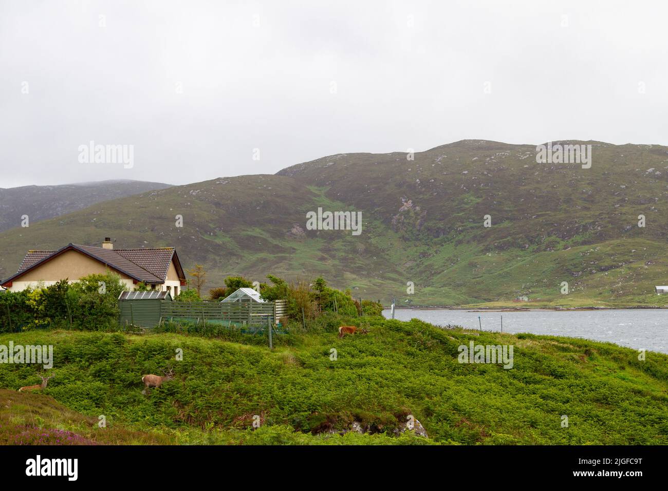 Le rive di Loch Eynort, South Uist, Hebrides, Scozia, con cervi rossi pascolo Foto Stock