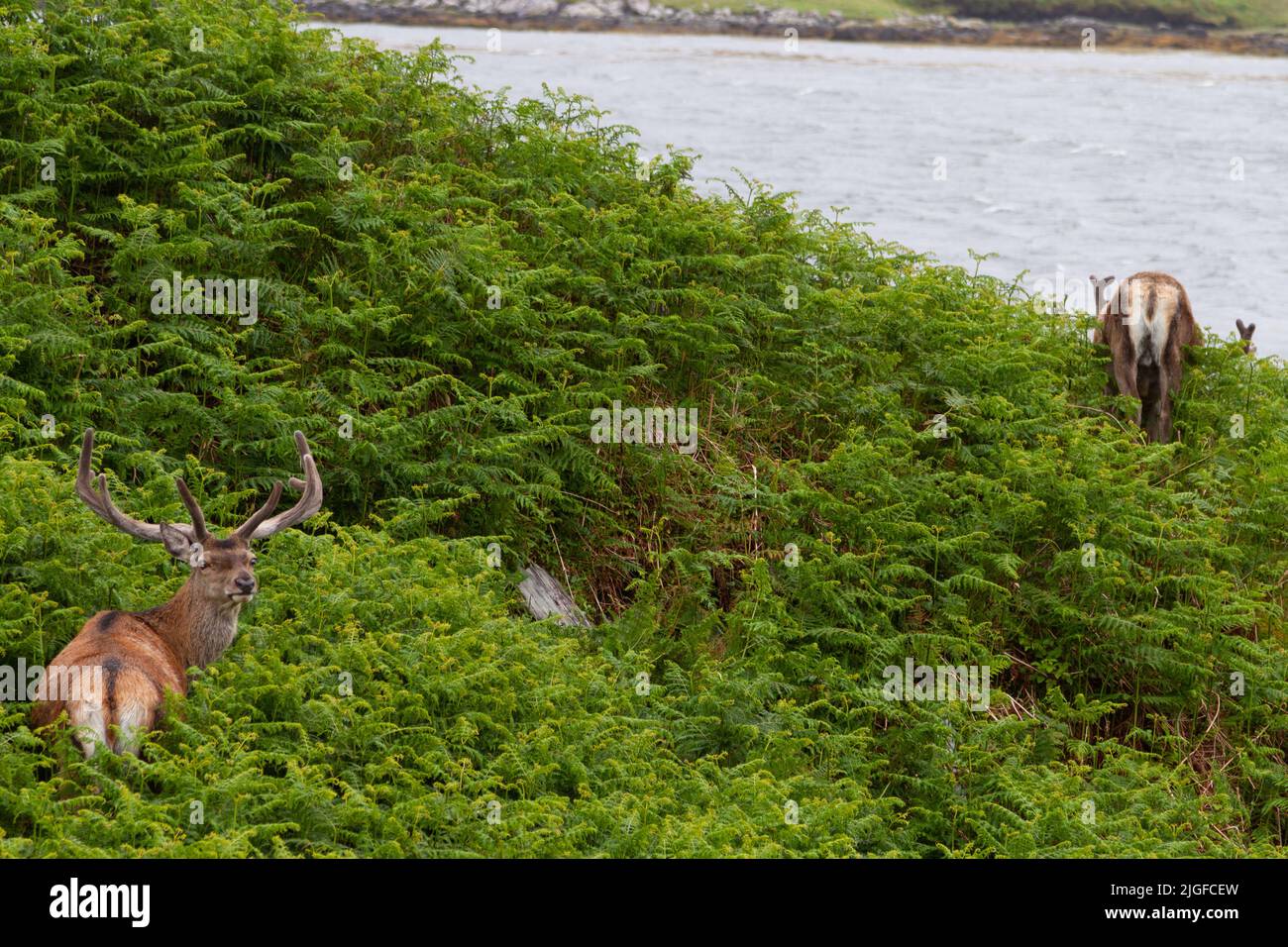 Cervo rosso (Cervus elaphus) che pascola sulla riva di Loch Eynort/Loch Aineort in South Uist, Western Isles/Outer Ebrides, Scozia Foto Stock