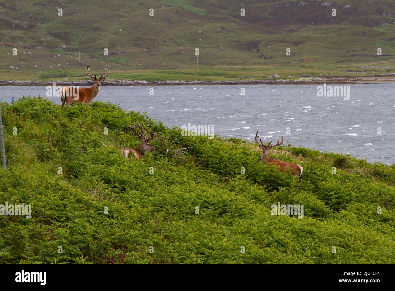 Cervi rossi che pascolano sulle rive di Loch Eynort, South Uist, Western Isles/Outer Hebrides, Scozia Foto Stock