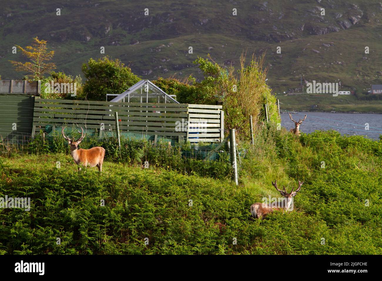 Cervo rosso (Cervus elaphus) che pascola sulle rive di Loch Eynort, South Uist, Western Isles/Ebrides, Scozia Foto Stock