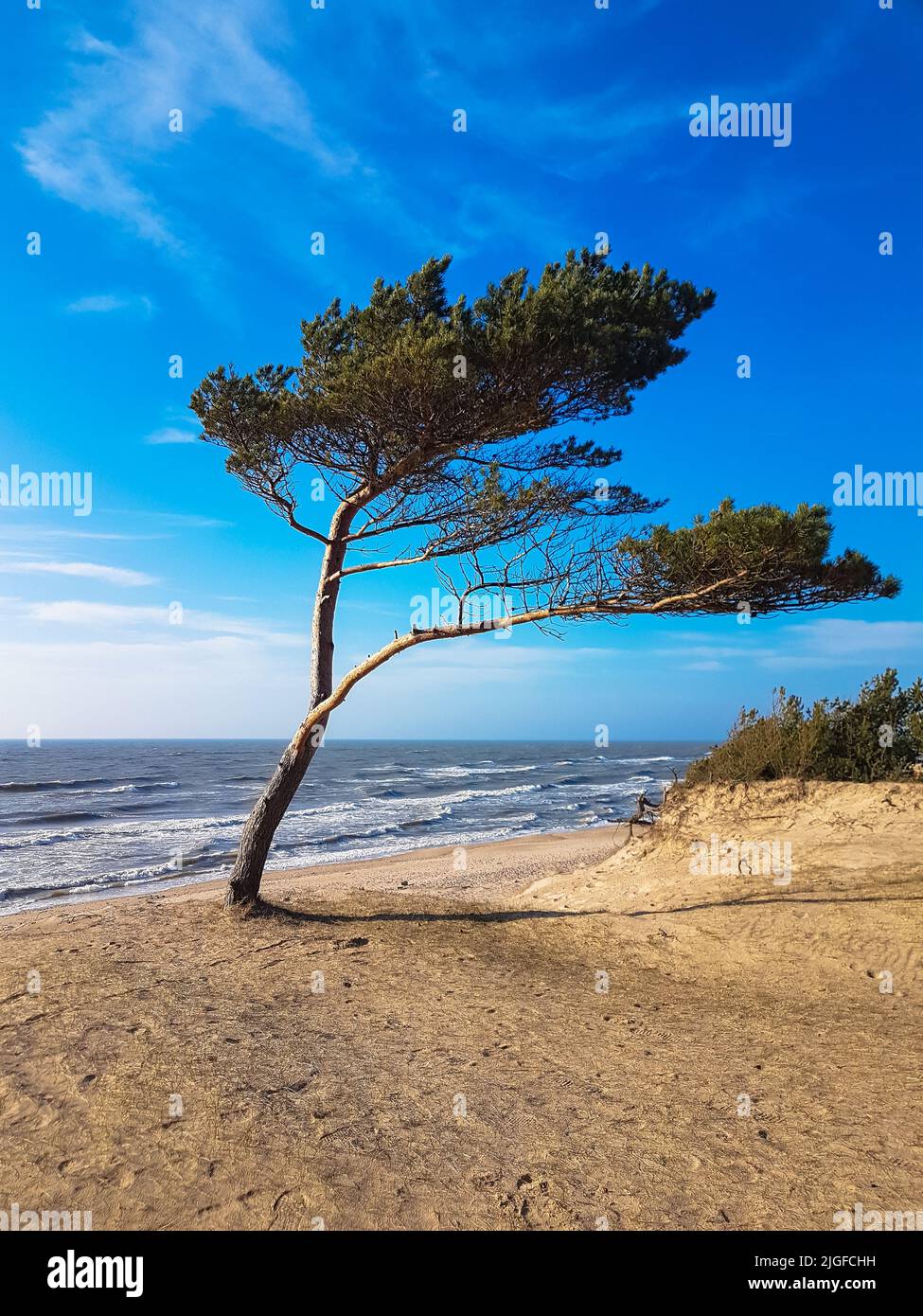 Pino che sorge su una riva del Mar Baltico. Maltempo lettone e albero che si oppone al vento. Spiaggia di sabbia e natura vicino al mare in una giornata di sole. Foto Stock