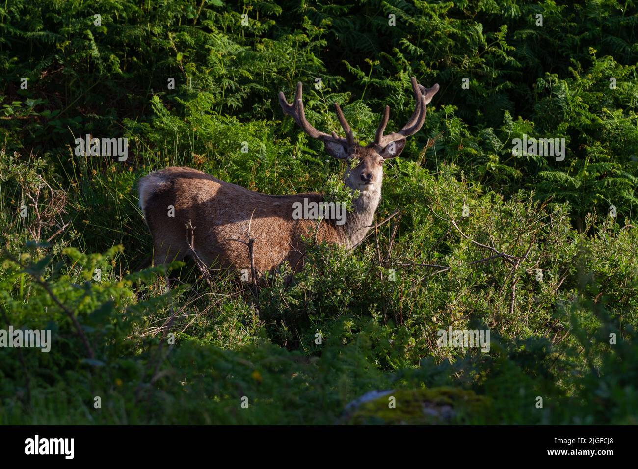 Il cervo (Cervus elaphus) Foto Stock