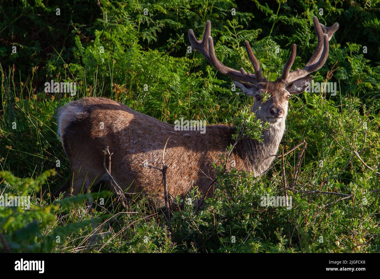 Il cervo (Cervus elaphus) Foto Stock