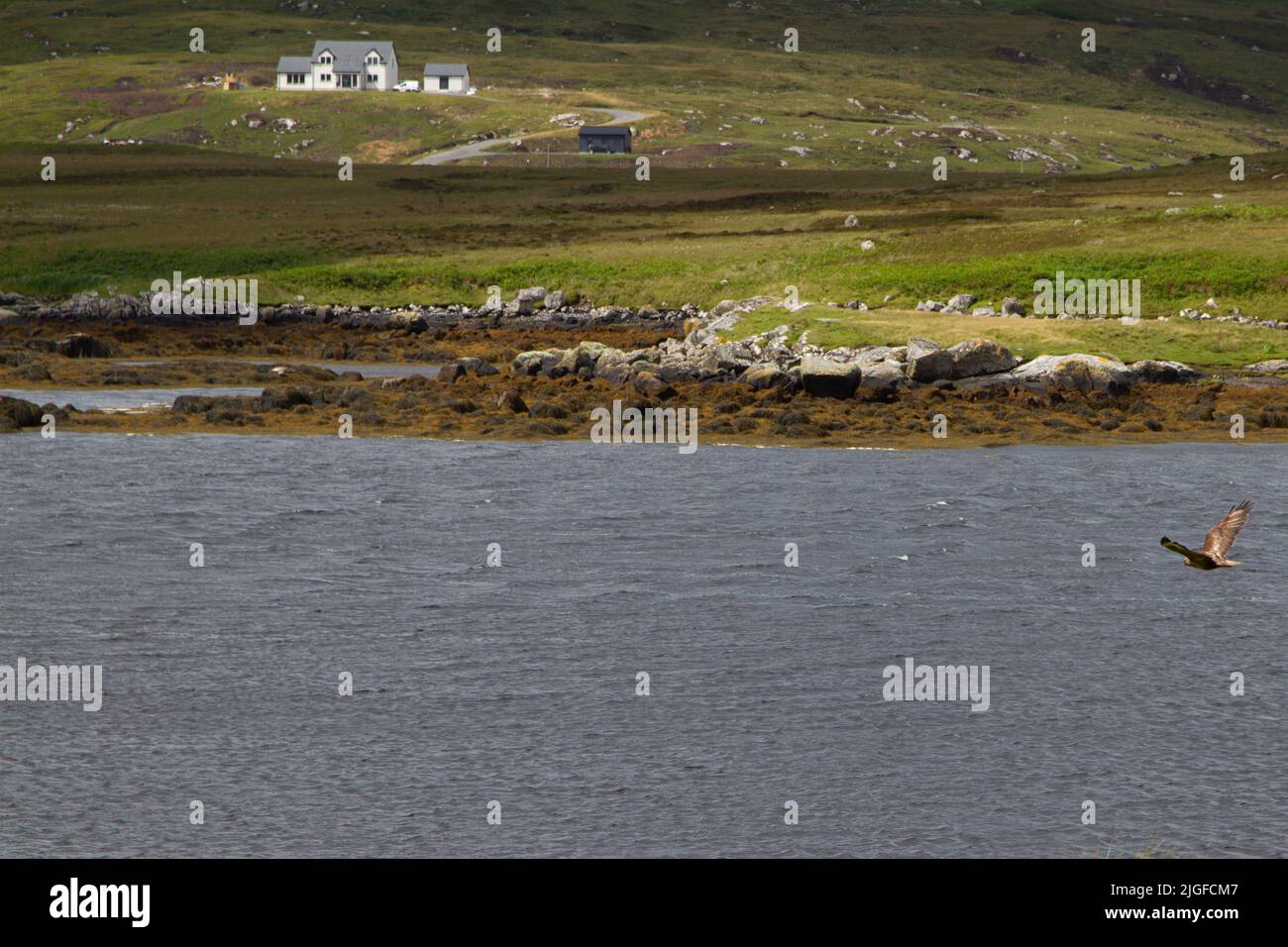 Uccello di preda in volo su Loch Eynort, South Uist, Western Isles/Outer Hebrides, Scozia Foto Stock