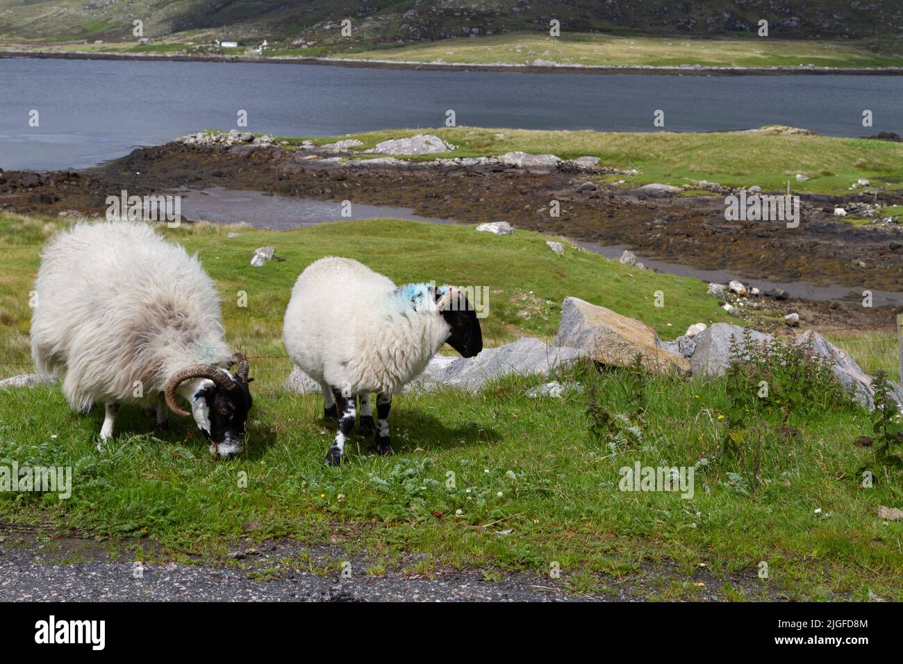 Pecora scozzese di Blackface che pascola sulle rive di Loch Eynort, South Uist, Hebrides, Scozia Foto Stock
