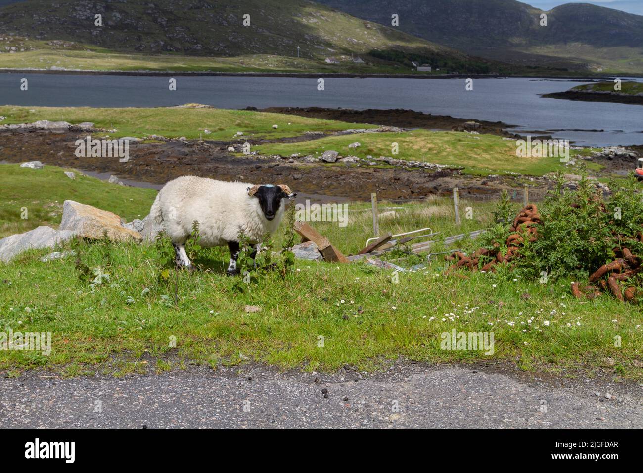 Pecora scozzese di Blackface che pascola sulle rive di Loch Eynort, South Uist, Hebrides, Scozia Foto Stock