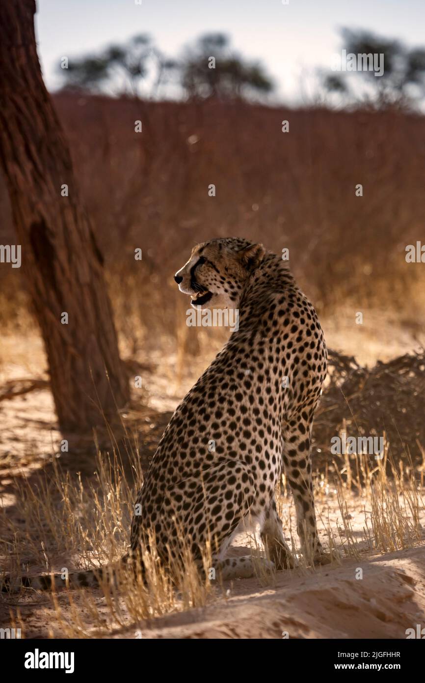 Ghepardo seduto in controluce sotto l'ombra degli alberi nel parco di Kgalagadi, Sudafrica ; specie Acinonyx jubatus famiglia di Felidae Foto Stock